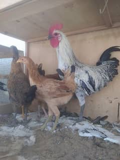 cage / misri hen / murghi / chicken, quantity 20, age 7.5+