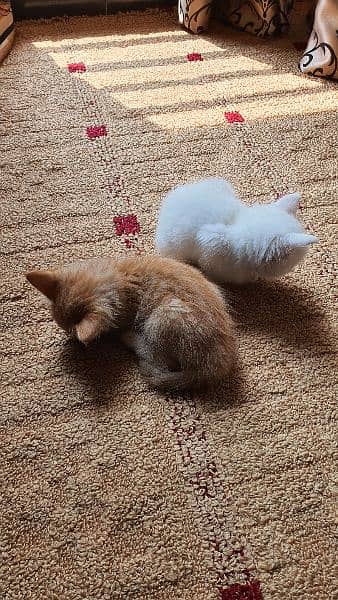 Double Coat 2 Female Persian Kittens 4