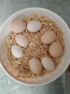 Aseel Fertile eggs