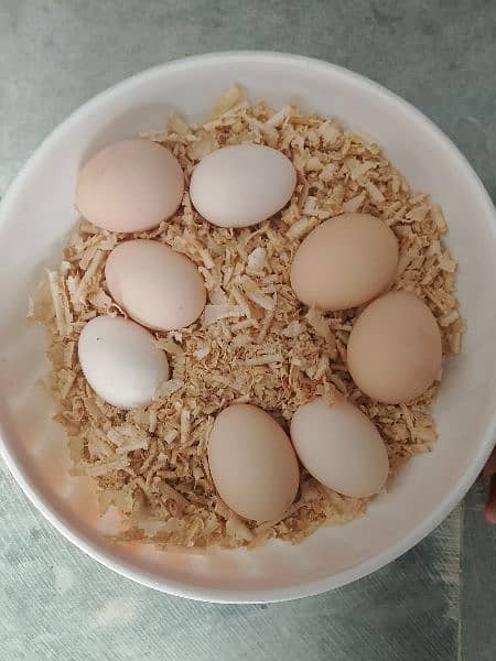 Aseel Fertile eggs 0
