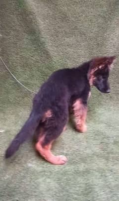 German Shepherd long coat female puppy age 3 month vaccinated for sale