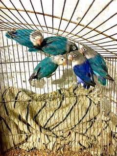 Love Bird & Budgies Pathy Available For Sale In Wah Cantt