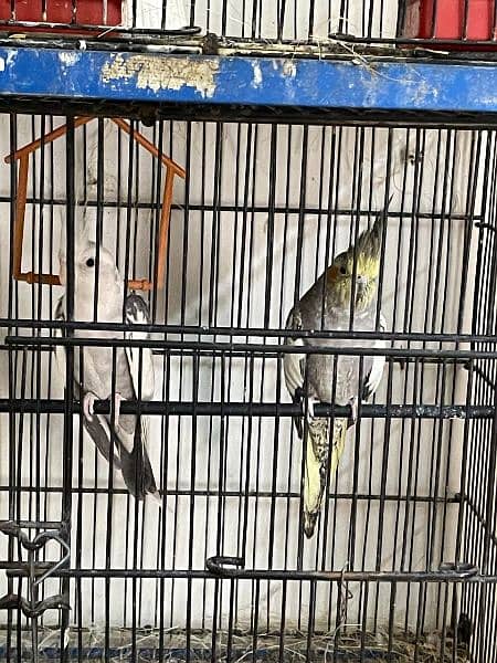 cockatiel parrot 1
