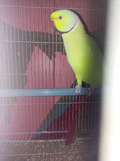 Ringneck breading pair & cage