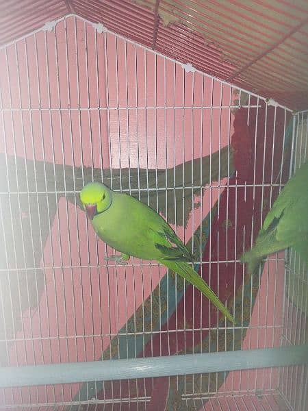 Ringneck breading pair & cage 1