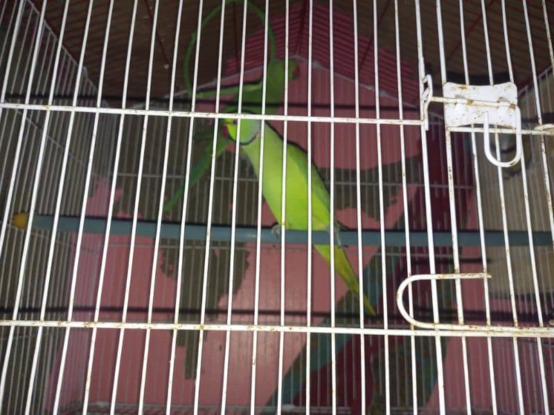 Ringneck breading pair & cage 2