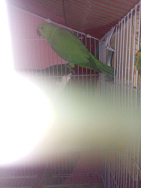 Ringneck breading pair & cage 3