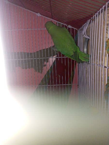 Ringneck breading pair & cage 4