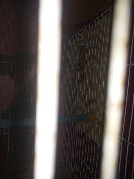 Ringneck breading pair & cage 5