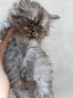 healthy and active beautiful persian gray kittens available