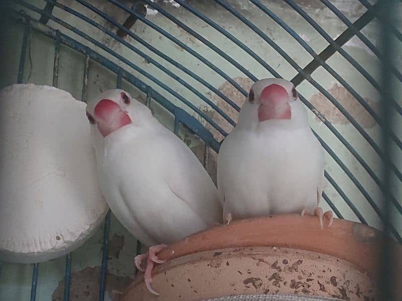 Beautiful white java pair ready for first breeding 0