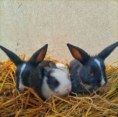 Rabbit babies