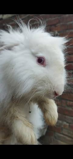 Angoora Rabbit Bunny/ Breder Pair Available pure White+cage+desi rabit