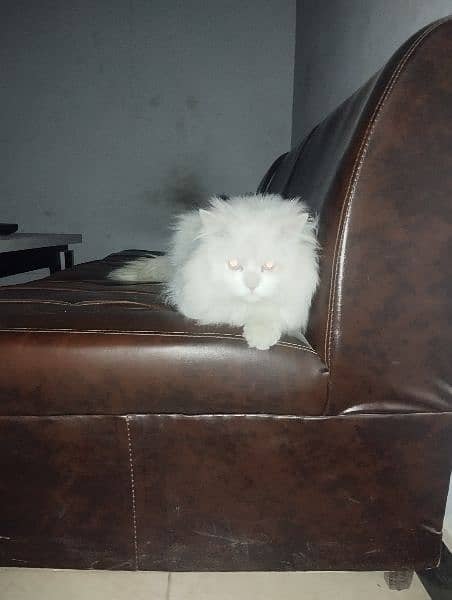 want to sale my cat  . 3