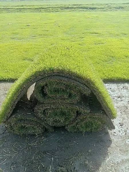Natural korean grass / american grass / artificial grass / fine grass 2
