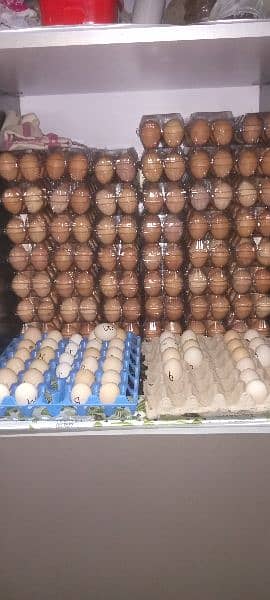 Zahoor Poultry Haven: Fresh Organic  Eggs - Just 50 Rupee 2