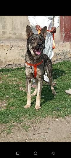 Alsheshan bhagyary Male Dog For sale /Alsheshan dog