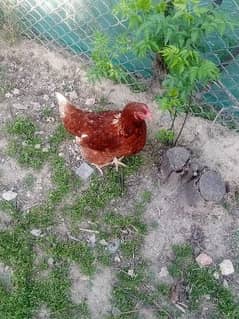 2 hens lohman brown for sale