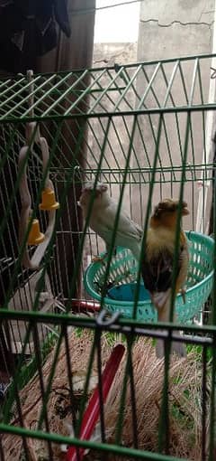 Canary bird pair