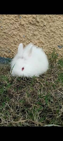 English angora pair for sale almost all colors available 0