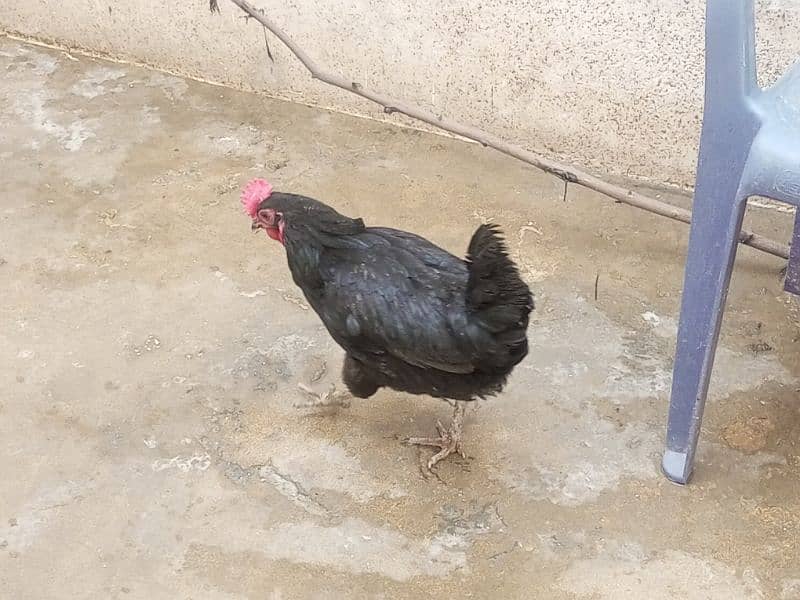 02 astrolop breeder egg laying hens for sale 1