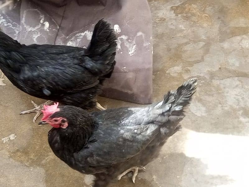 02 astrolop breeder egg laying hens for sale 2