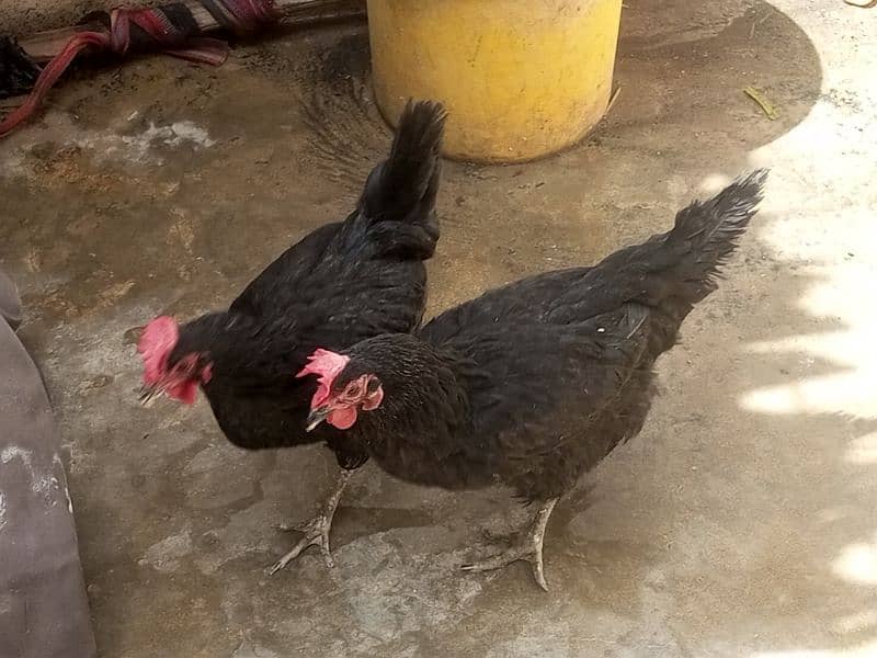 02 astrolop breeder egg laying hens for sale 3