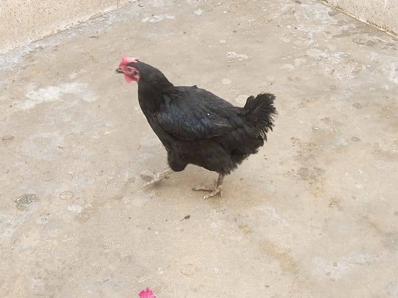 02 astrolop breeder egg laying hens for sale 4