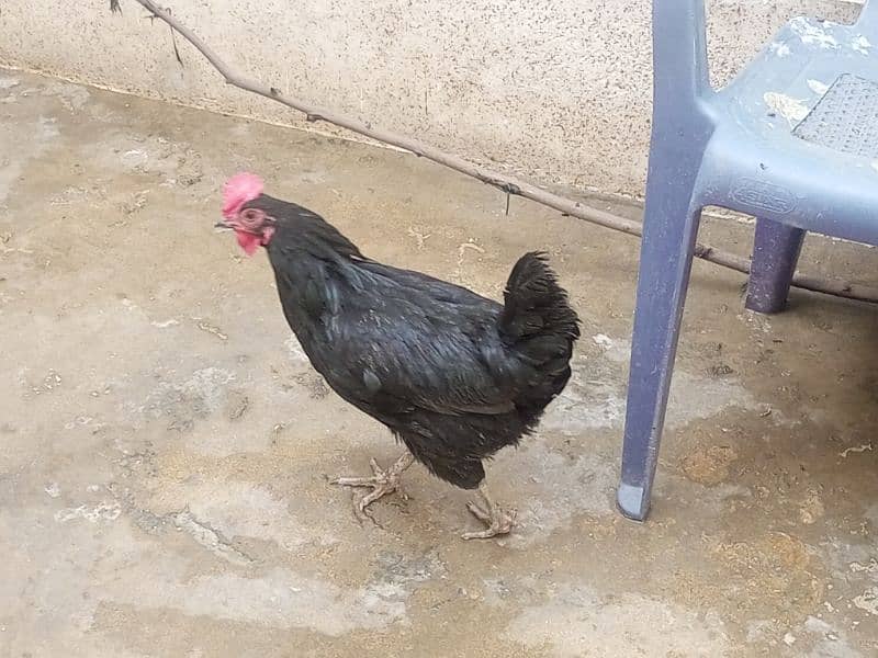 02 astrolop breeder egg laying hens for sale 5