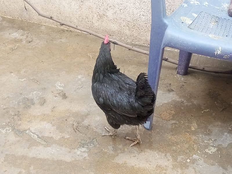 02 astrolop breeder egg laying hens for sale 6