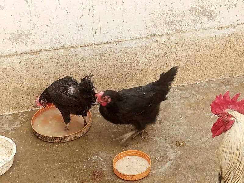 02 astrolop breeder egg laying hens for sale 7