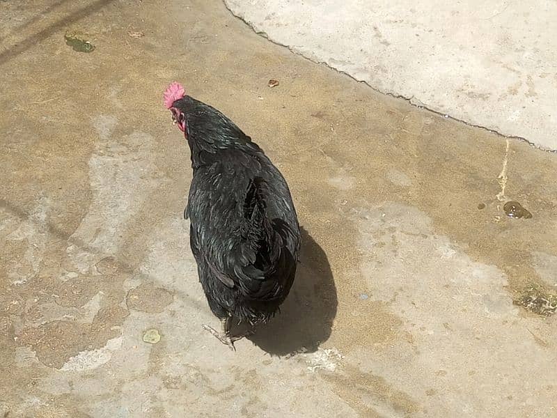 02 astrolop breeder egg laying hens for sale 8