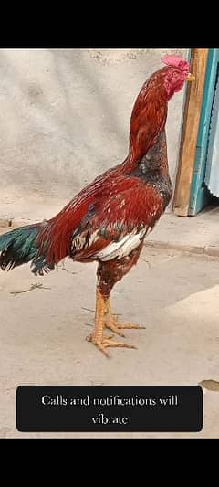 aseel cock