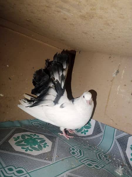 Fantail Pigeons 5