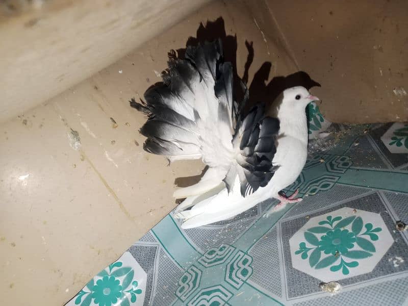 Fantail Pigeons 6