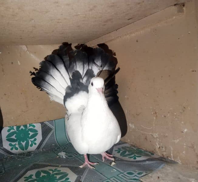 Fantail Pigeons 7