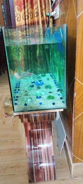 3 Feet Aquarium with Fish 3