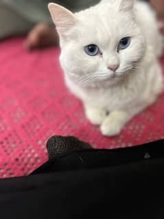 white persian for sale in quetta cantt