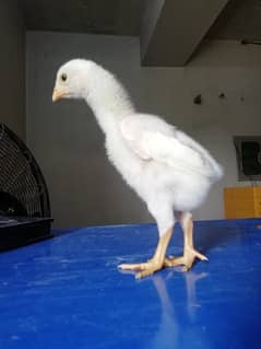 Shamo chicks | white shamoo chicks | shamo | king size shamo | Aseel 0