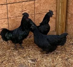 Ayam