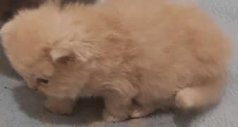 cute kittens for sale