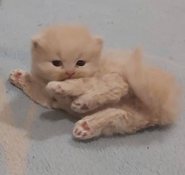 cute kittens for sale 7