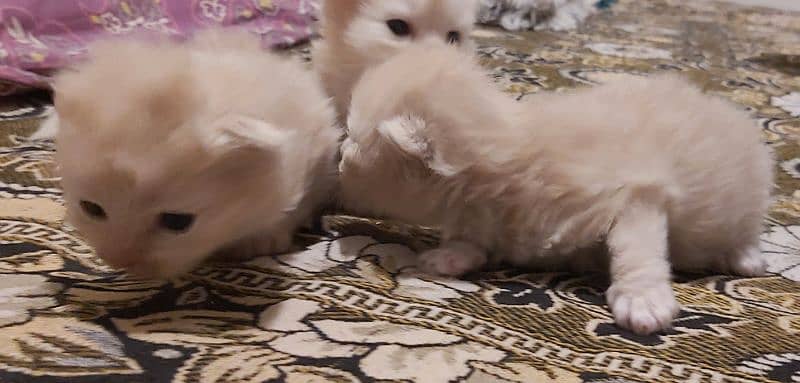 cute kittens for sale 2