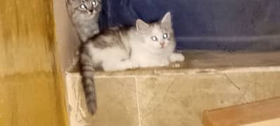 Double coated persian kitten