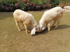 sheep pair (male and female)