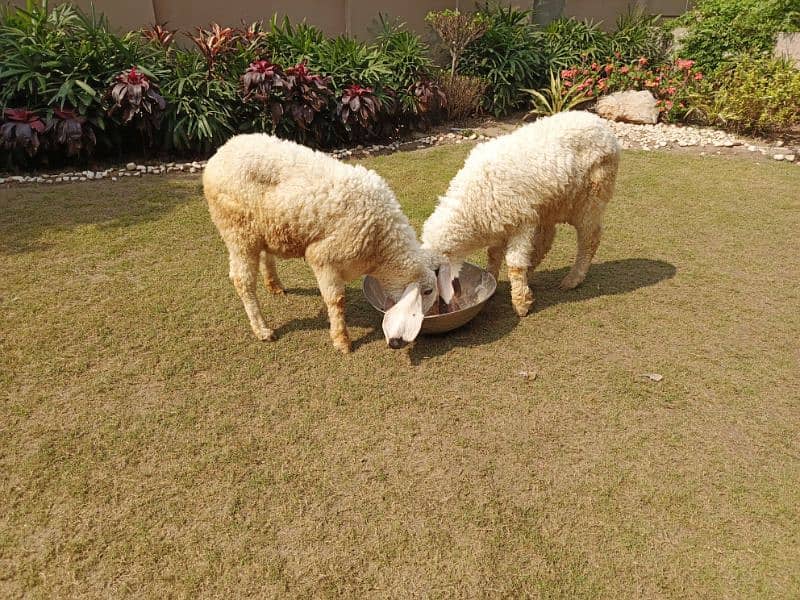sheep pair (male and female) 1