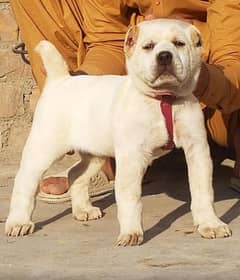 King alabai dog age 2 month for sale security dog