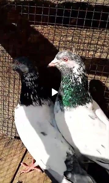 A+ quality pigeons for sale contact 03314646674 3