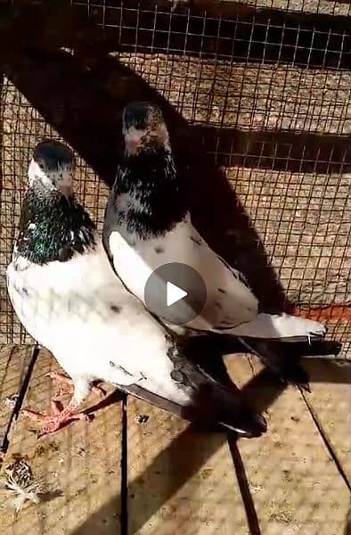 A+ quality pigeons for sale contact 03314646674 4