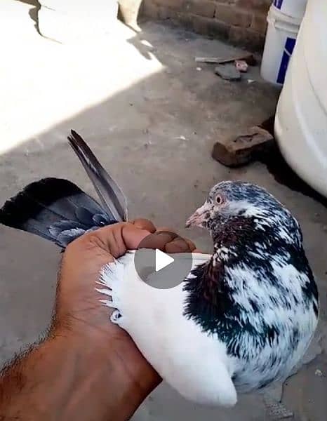 A+ quality pigeons for sale contact 03314646674 5
